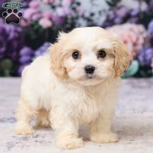 Ava, Cavachon Puppy